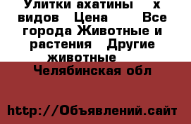 Улитки ахатины  2-х видов › Цена ­ 0 - Все города Животные и растения » Другие животные   . Челябинская обл.